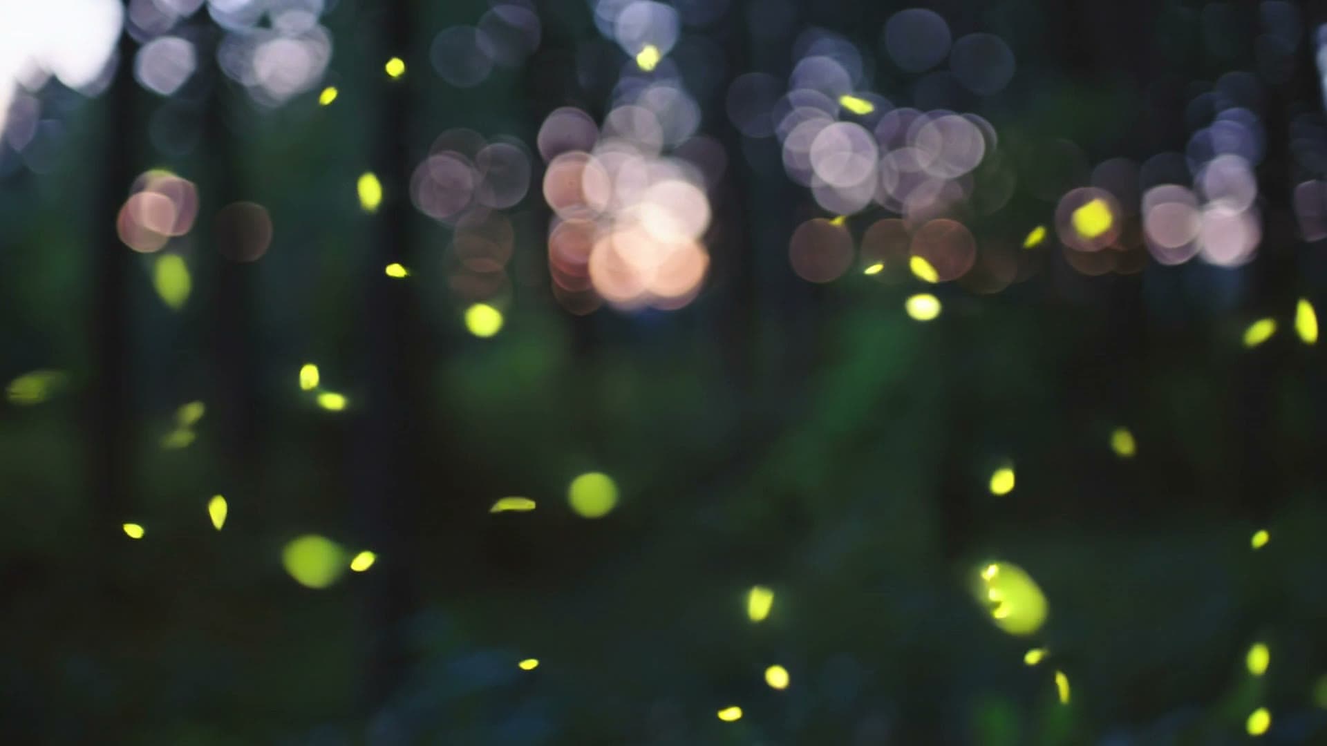 Fireflies drifting through a dark forest at dusk